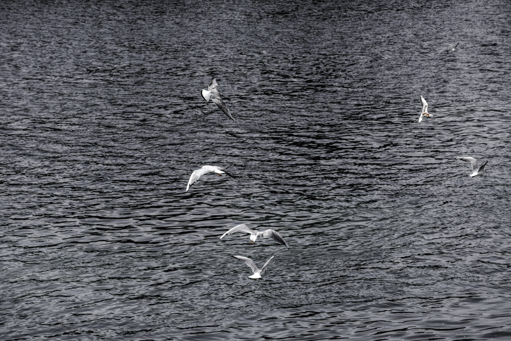 Gaviotas